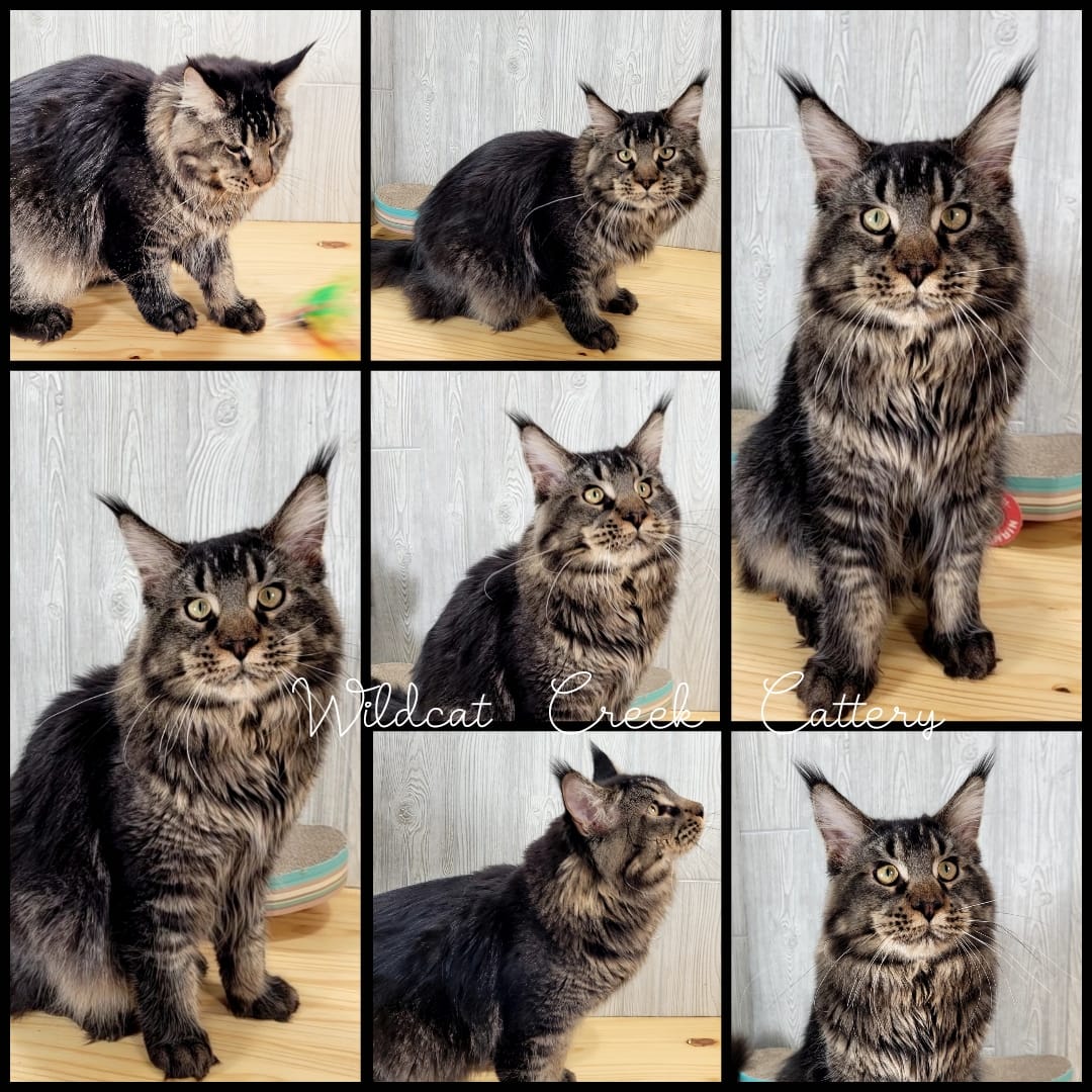 Maine Coon Sire