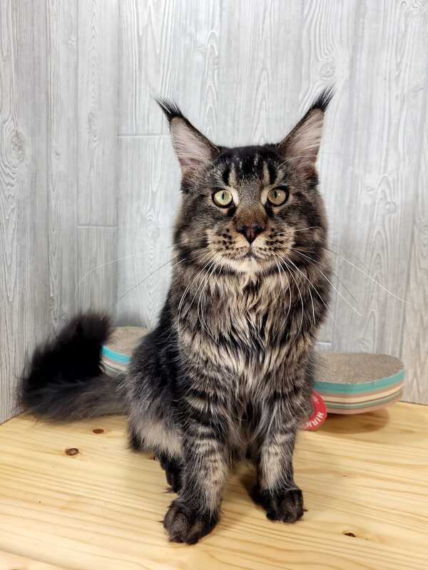 ABOUT MAINE COONS