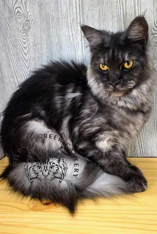 Bubbles the Maine Coon