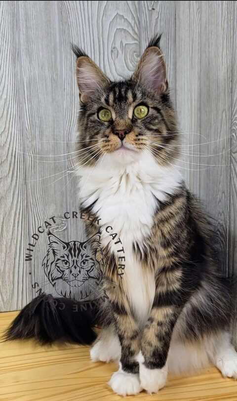 Jane the Maine Coon