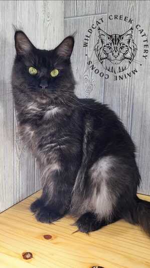 Maine Coon cat with stunning fur and captivating eyes