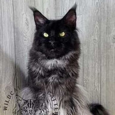 Maine Coon cat with stunning fur and captivating eyes