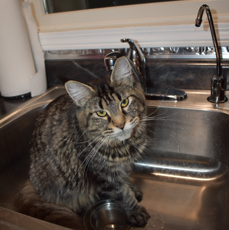 maine coons love water