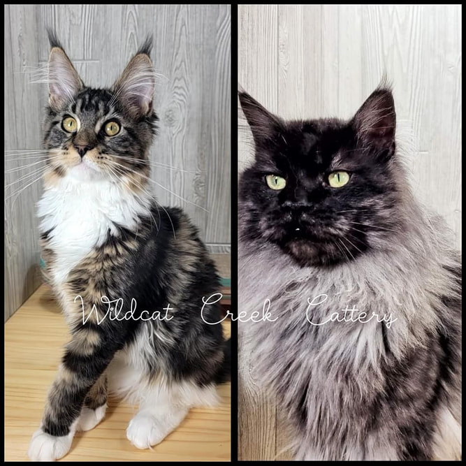 maine coon queen and sire