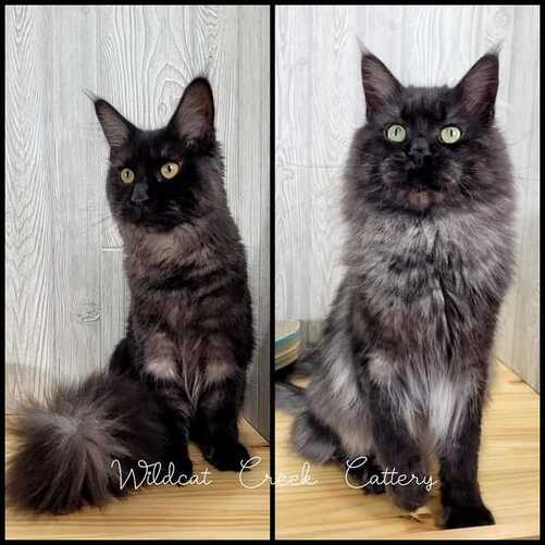 maine coon queen and sire
