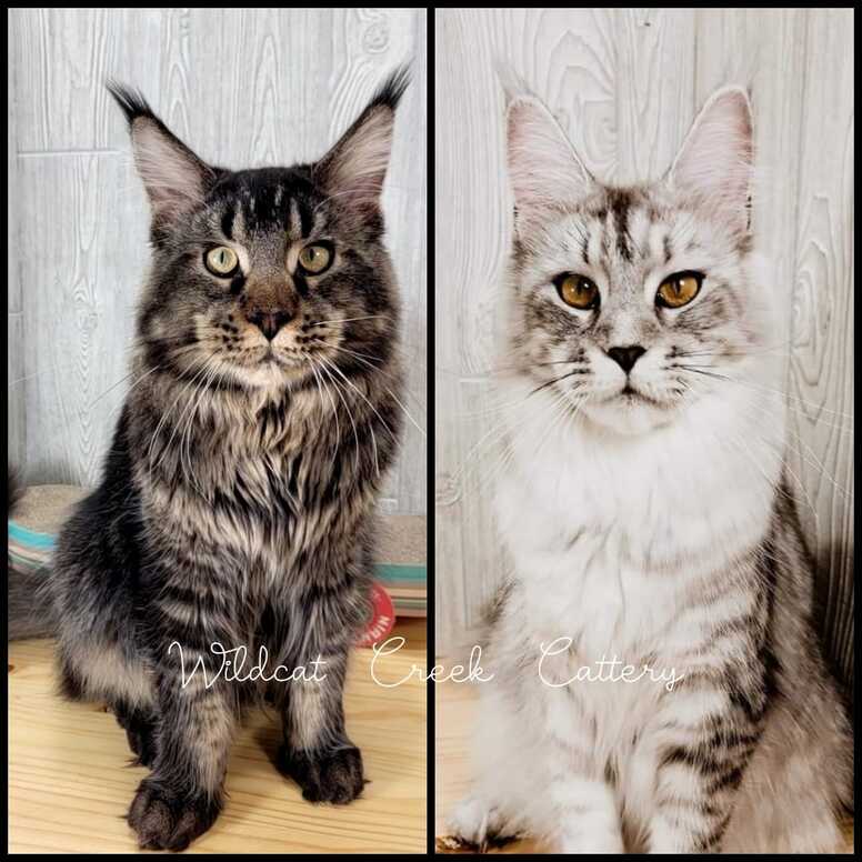 Maine coon queen and sire