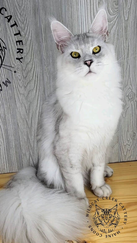 Striking silver shaded Maine Coon
